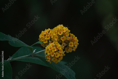 Foto yellow flowers