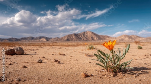Lone desert wildflower blooms vibrantly against arid, sun-baked landscape