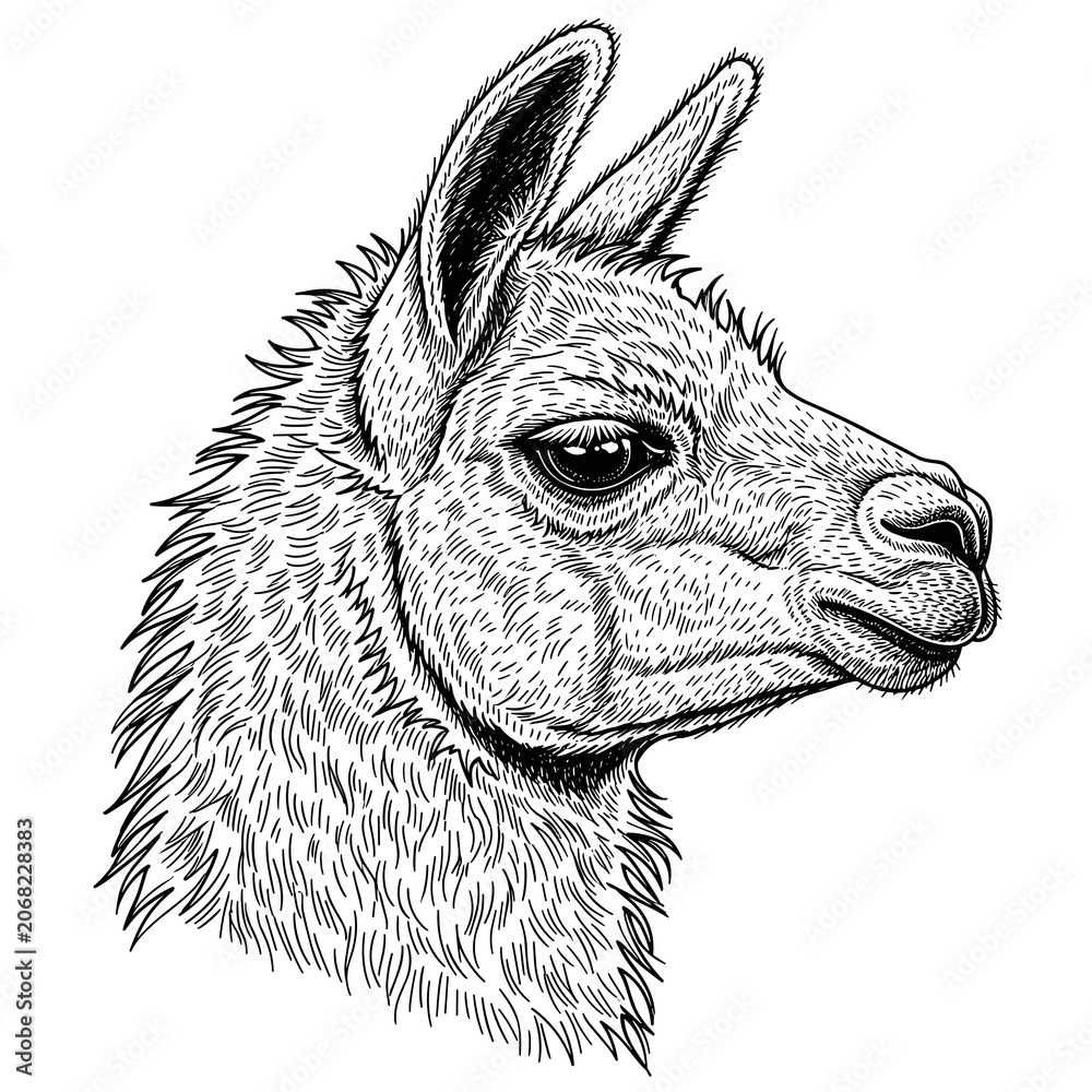 Fototapeta premium Detailed Realistic Drawing of a Lama Head Looking Left