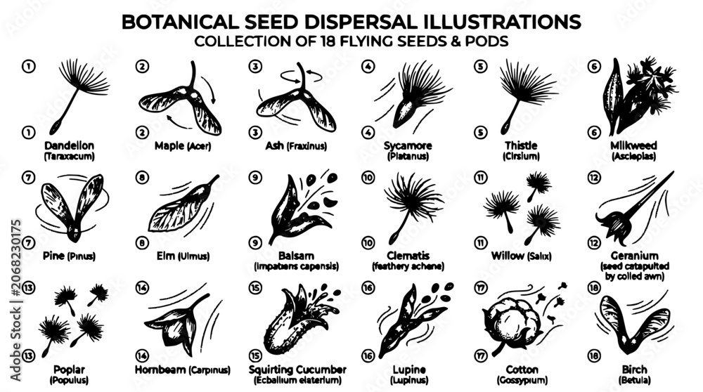 Obraz premium Seeds Dispersion Illustration Set of Botanical Plants with Winged and Fluffy Seeds on White Background
