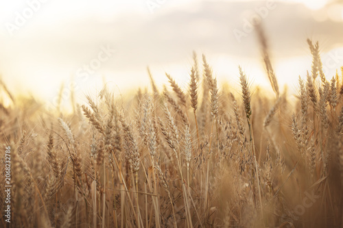 Beautiful photos of wheat at sunset, fields of southern Ukraine