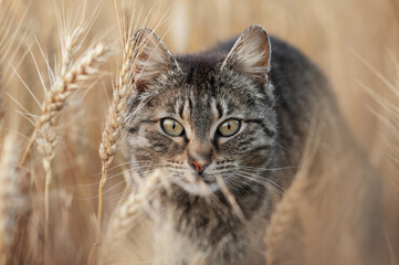 tabby cat in endless wheat fields, beautiful evening portrait on the farm