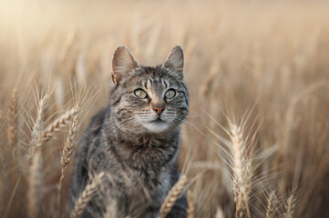 tabby cat in endless wheat fields, beautiful evening portrait on the farm
