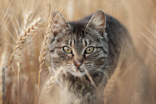 tabby cat in endless wheat fields, beautiful evening portrait on the farm