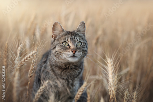 tabby cat in endless wheat fields, beautiful evening portrait on the farm