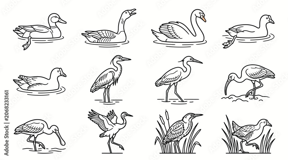 Fototapeta premium Set of hand drawn sketch water birds.