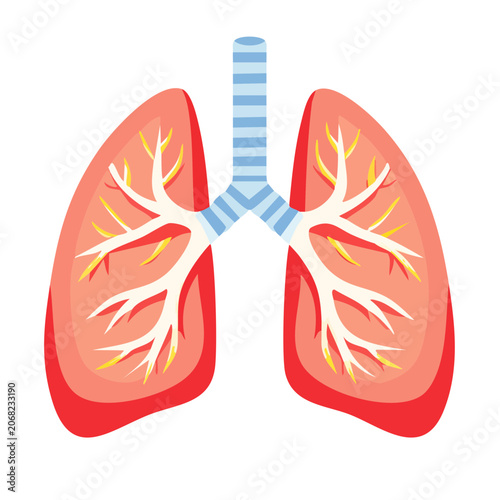 Illustration of Human Lungs with Bronchial Tree