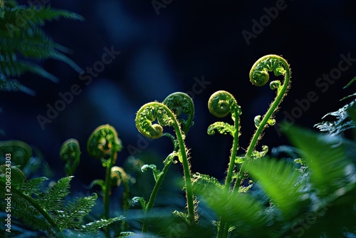Young unfurling fern fronds catch the sunlight in a dark forest setting