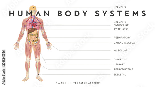 Tableau sur toile Human body systems diagram with labeled organs and illustration Vector