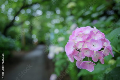 Beautiful pink hydrangea blooming in early summer park with copy space