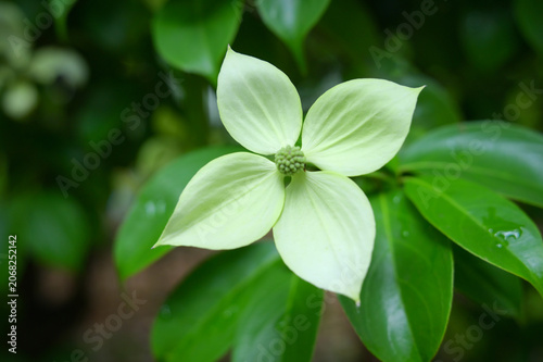 Beautiful white flower of Evergreen Dogwood Gekko close up