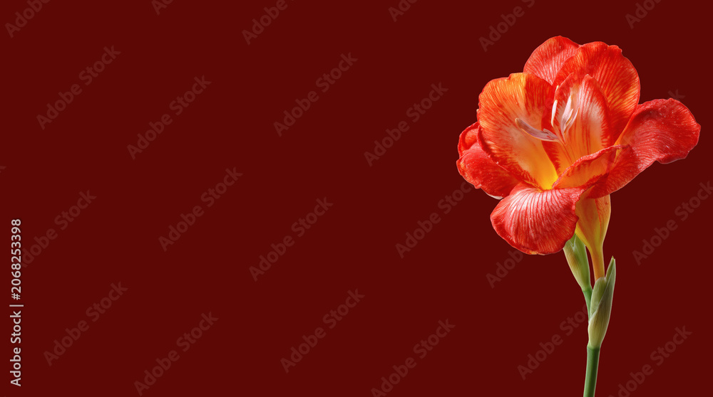 Obraz premium Abstract background with a beautiful flower on a neutral background. Greeting card for text. Bouquet, nature, eco, naturalness. For designers, advertising, IT.