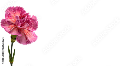Abstract background with a beautiful flower on a neutral background. Greeting card for text. Bouquet, nature, eco, naturalness. For designers, advertising, IT.
