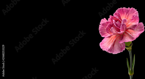 Abstract background with a beautiful flower on a neutral background. Greeting card for text. Bouquet, nature, eco, naturalness. For designers, advertising, IT.