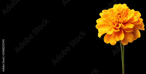 Abstract background with a beautiful flower on a neutral background. Greeting card for text. Bouquet, nature, eco, naturalness. For designers, advertising, IT.
