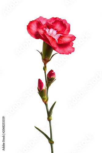 Abstract background with a beautiful flower on a neutral background. Greeting card for text. Bouquet, nature, eco, naturalness. For designers, advertising, IT.