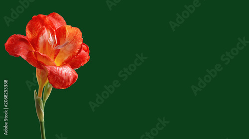 Abstract background with a beautiful flower on a neutral background. Greeting card for text. Bouquet, nature, eco, naturalness. For designers, advertising, IT.