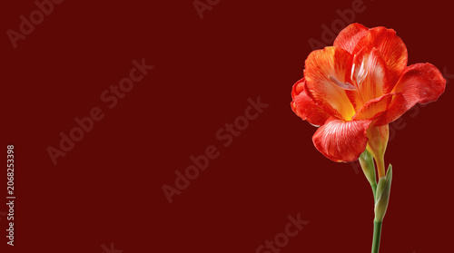 Abstract background with a beautiful flower on a neutral background. Greeting card for text. Bouquet, nature, eco, naturalness. For designers, advertising, IT.