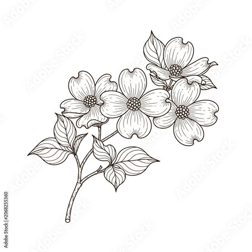 Elegant Dogwood Flowers Botanical Illustration Line Art Drawing.