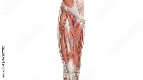 Detailed anatomical illustration of human forearm muscles and bones.