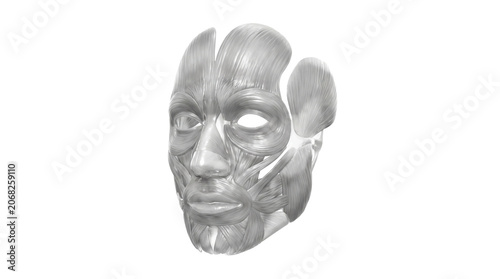 Detailed anatomical illustration of human facial muscles.