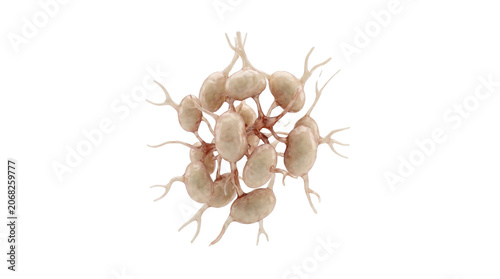 Microscopic view of Giardia lamblia protozoa parasites causing intestinal infection.