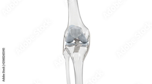 Anatomical illustration of a human knee joint with bones and cartilage.