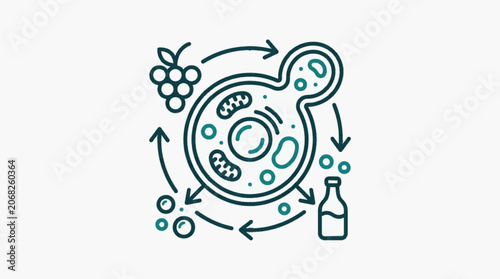 Yeast Cell Fermentation Process Diagram Illustration.