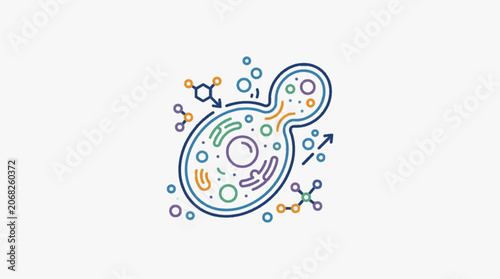 Yeast cell undergoing budding and molecular structures.