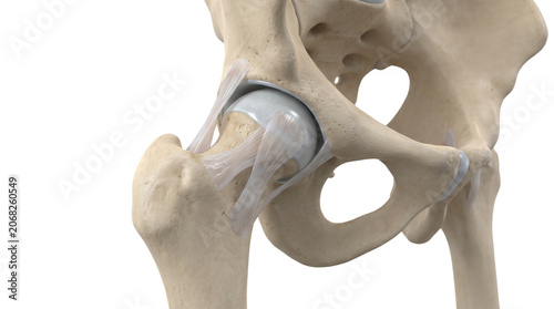 Detailed 3D illustration of the human hip joint anatomy.