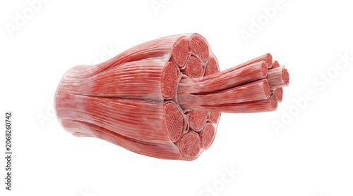 Cross section of a turkey leg muscle showing fibers and tendons.