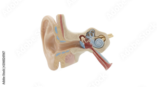 Detailed anatomical model of the human ear showing internal structures and auditory canal.