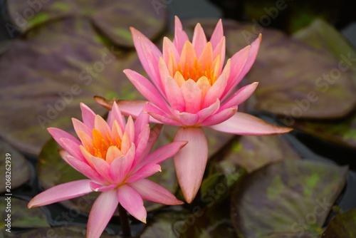 Quadro su tela pink water lily in pond