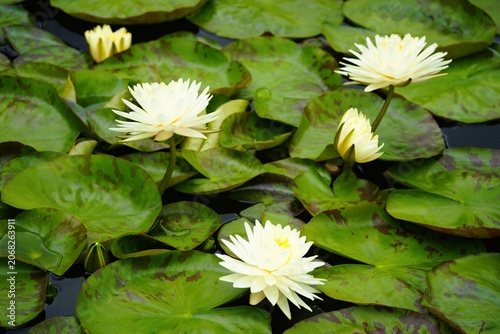 water lily in the pond