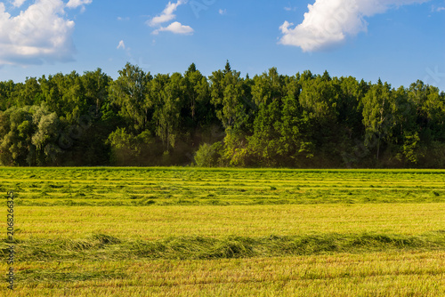 Fotografie Freshly mown grass swaths lie in rows on a vibrant agricultural field during a s