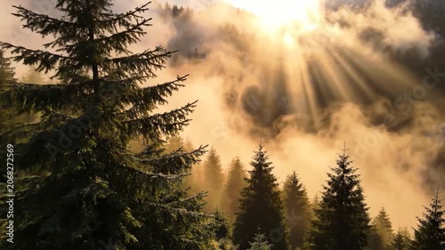 Golden sunlight filters through thick mist in a dense pine forest