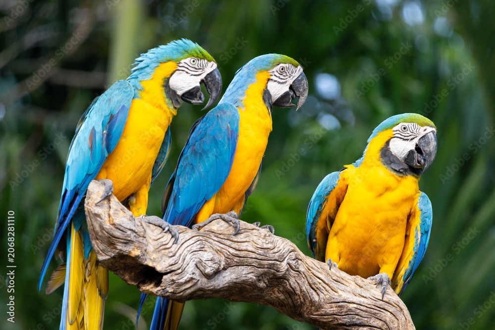 Naklejka premium Vibrant blue-and-yellow macaws sit together on a weathered tree limb