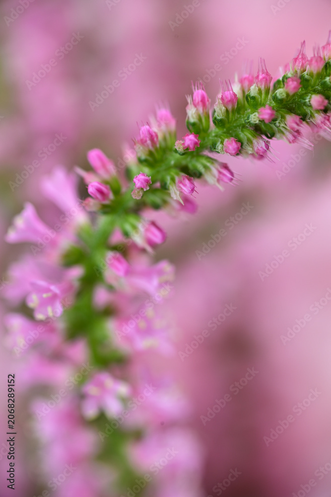 Obraz premium Close up of Russian Statice Pink Pokers Flowers