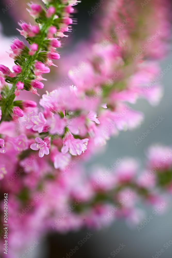 Obraz premium Close up of Russian Statice Pink Pokers Flowers