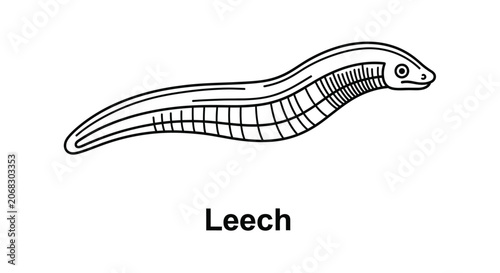 Konstfotografi Leech Vector Illustration
