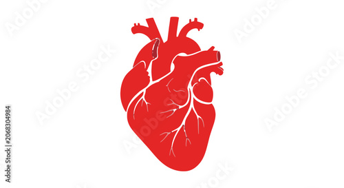 Bild auf Leinwand Red Human Heart Anatomy Illustration.