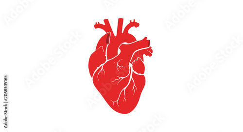 Bild auf Leinwand Human Heart Anatomy Illustration.