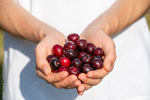 Boy holding Ripe Organic Cherries fruit in his hands.