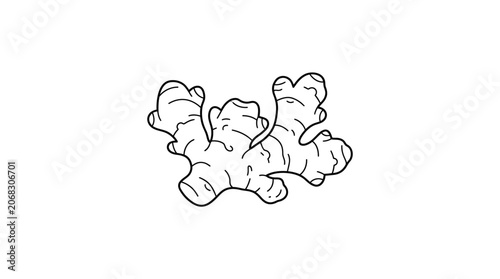 Hand drawn illustration of a fresh ginger root isolated on white background.