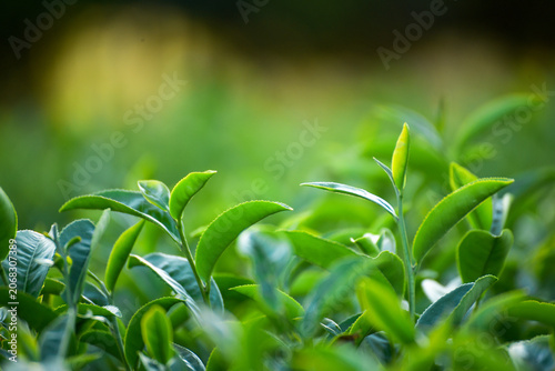 Obraz na płótnie Close up Tree tea plant green nature in morning