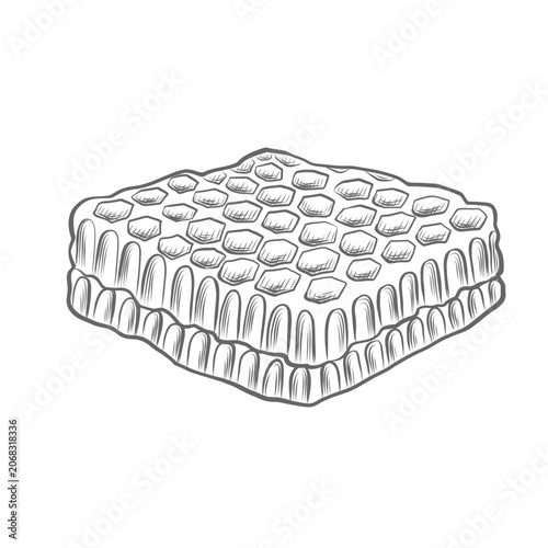 Foto Honeycombs vector graphic illustrations for foodstuffs packaging