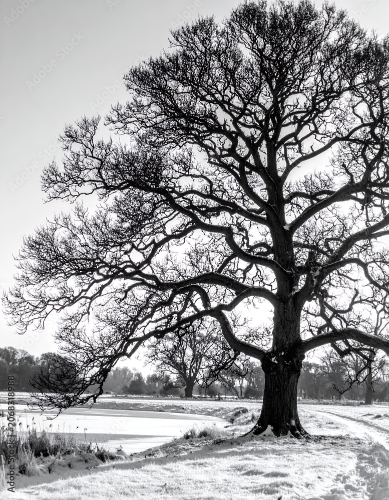 Fototapeta premium Majestic Oak Tree Silhouette in Winter Landscape Black and White.