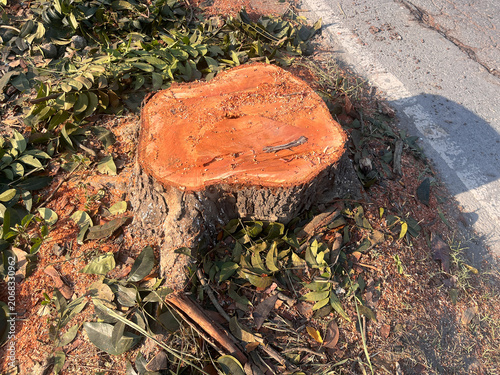stump, A large tree stump sits in a field of green grass. The stump is surrounded by leaves and branches, and it is a part of a larger tree that has been cut down