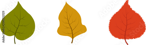 Obraz na plátne Three simple leaves side-by-side representing autumn transition: a smooth green