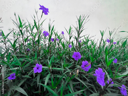 Ruellia simplex also known as Britton's wild petunia or Mexican petunia or Mexican bluebell on white background